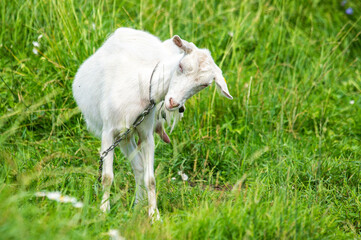 Fototapeta premium Farm animal, cattle in the field