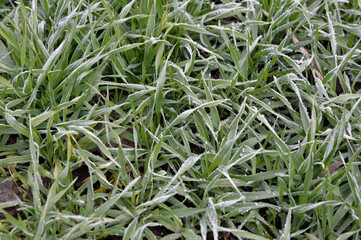 frozen green wheat in the field close up 