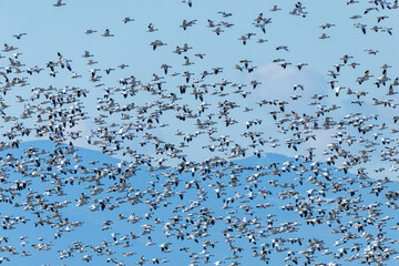 a massive flock of snow geese flew over the sky with the mountain range in the background