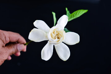 Fototapeta na wymiar Hands holding white gardenia flower on black background