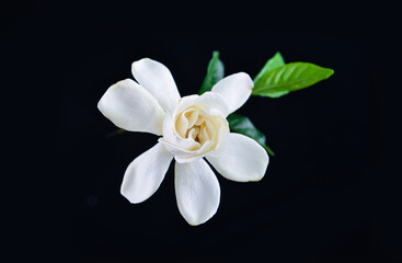 Beautiful white gardenia flower with leaves on black background