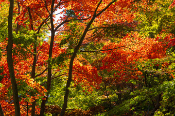 杉並区立大田黒公園の紅葉