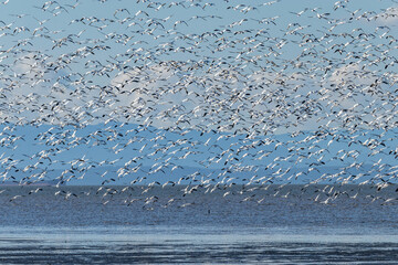 massive flock of snow geese flew over the coast with mountain range over the horizon