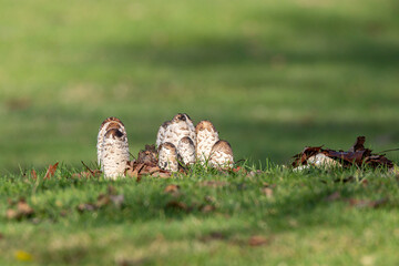 a group of dome-shaped white mushrooms grew on the green grass field under the sun