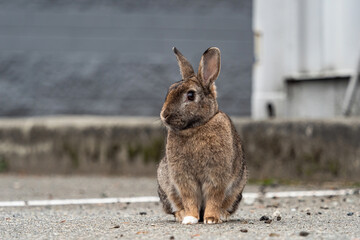 portrait of one cute brown bunny sitting on the ground in front of a grey wall 