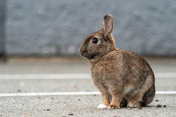 side portrait of a cute brown bunny sitting on the ground in front of a grey wall