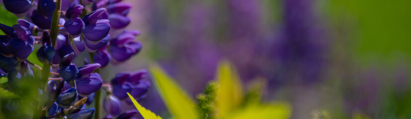 Fototapeta na wymiar Spring banner: field of purple lupins on a bright summer day: blooming in the wild, summer colors, flowers, blurred background, selective focus close-up