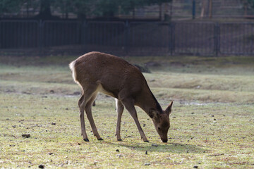 Young Deer in Nara park. Japan