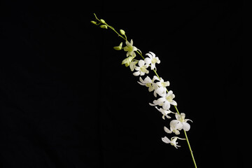 Elegant branch white orchid isolated on a black background, with copy space