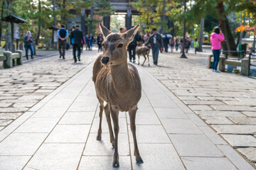 Young deer in Nara, Japan