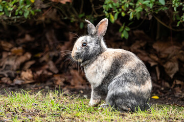 one cute rabbit with mixed color fur sitting on green grass in front of the bushes in the park