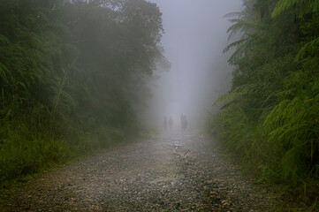 Hikers on a misty trail