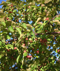 apples on tree