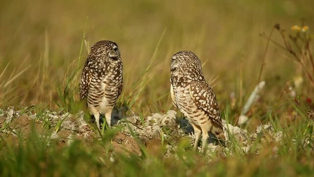 Burrowing Owl pair at nest cavity, burrowing