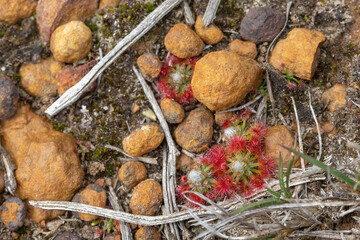 The rosette growing pygmy Sundew Drosera leucoblasta west of Hopetoun, Western Australia, view from the side