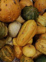 pumpkins and squash