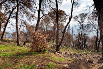 Trees burnt  after a forest fire in a coniferous forest on Mount Tabor in northern Israel