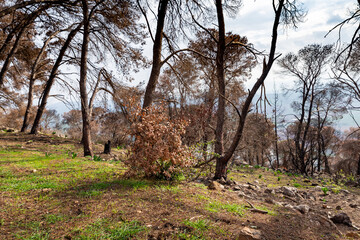 Trees burnt  after a forest fire in a coniferous forest on Mount Tabor in northern Israel