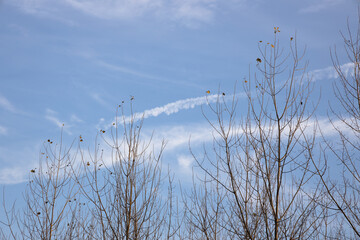 Trees and sky and clouds