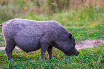 Vietnamese Pot-bellied pig on grass