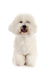 Bichon Frise in studio