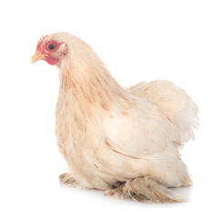 pekin chicken