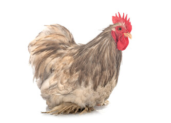 pekin chicken in studio