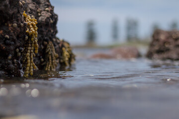 Rock pool vista