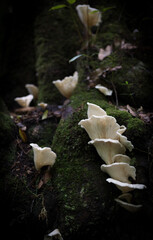Ghost mushrooms 1