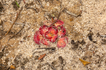 red rosettes of the carnicorous plant Drosera zonaria west of Hopetoun, Western Australia