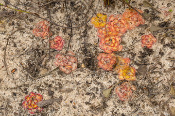 red rosettes of the carnicorous plant Drosera zonaria west of Hopetoun, Western Australia