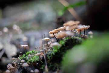 Little mushroom forest