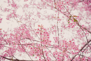 Obraz na płótnie Canvas Cherry blossoms ,pink flowers background