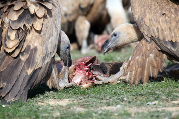 The griffon vulture (Gyps fulvus) couple fighting for meat. Detail of two vultures fighting for a piece of meat from the carcass of a large animal.