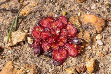 The red rosettes of Drosera lowriei in the Fitzgerald River National Park west of Hopetoun, Western Australia