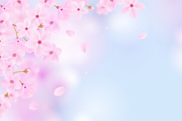 Sakura background.