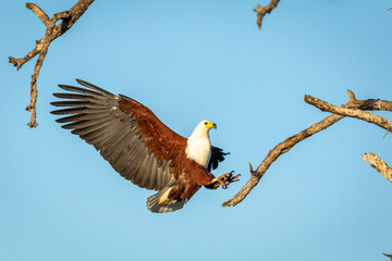 Fish Eagle (Haliaeetus vocifer) in flight with wings open trying to land on a tree branch in Kruger Park in South Africa