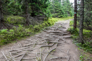 Mountain trail, spooky, dark and narrow path through lush coniferous forest with dense roots network on the ground, Tatra Mountains, Poland.