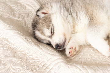 small husky puppies. with a black nose and blue eyes. they sleep sweetly on a light textured bedspread. copyspace