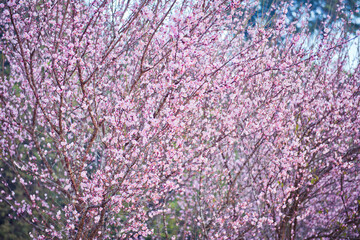 Cherry blossoms ,pink flowers background