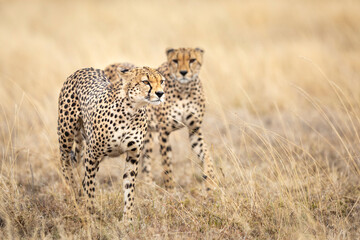 Two adult cheetahs walking in tall grass in Serengeti National Park in Tanzania