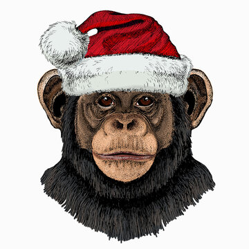 Vector chimpanzee portrait. Christmas red Santa Claus hat. Ape head, monkey face.