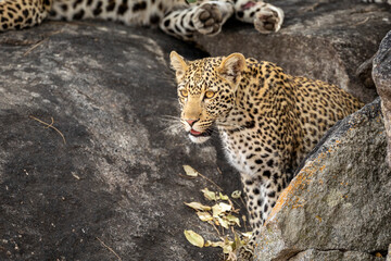 Young leopard sitting in between rocks looking alert in Kruger Park in South Africa