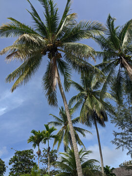 An image of a coconut tree with a beautiful sky.