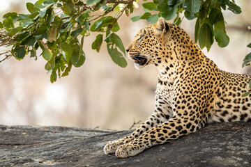 Adult leopard sitting on a large rock under a tree branch in Kruger Park in South Africa