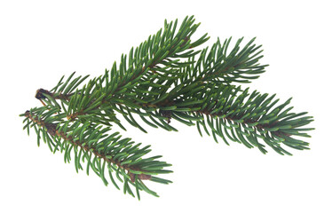 Green branches of a Christmas tree isolated on a white background.