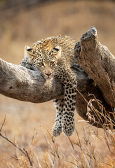 Vertical portrait of a young leopard cub lying on a dead tree trunk in Kruger Park in South Africa
