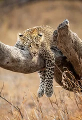  Vertical portrait of a young leopard cub lying on a dead tree trunk in Kruger Park in South Africa © stuporter