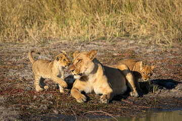 Female lioness and her two lion cubs resting in morning sunlight in Savuti in Botswana