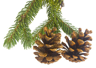 Green branch of a Christmas tree with a pine cone isolated on a white background.